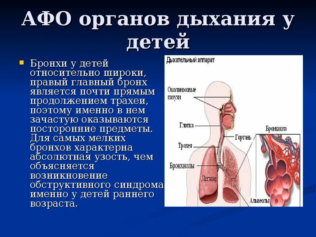 Перечислите основные Афо дыхательной системы у детей. Афо дыхательной системы патологии. Афо дыхательной системы у грудничка. Анатомо-функциональные особенности органов дыхания..