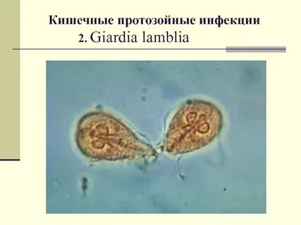 Кишечные простейшие