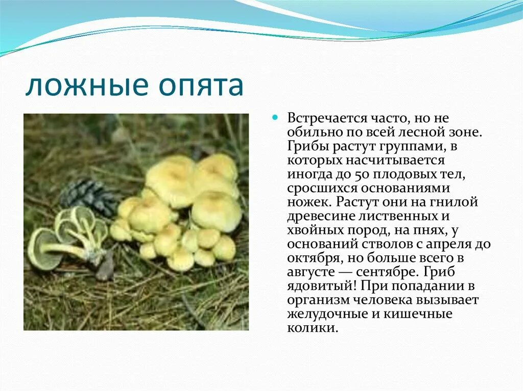 Сообщение о опятах. Ложные опята сообщение 2 класс. рассказ о ядовитых грибах. сообщение о съедобных грибах.