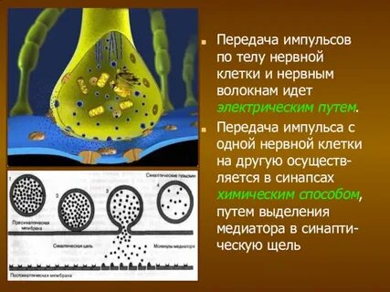 Передают нервные импульсы к рабочим органам