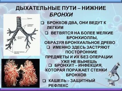 Легкие образованы
