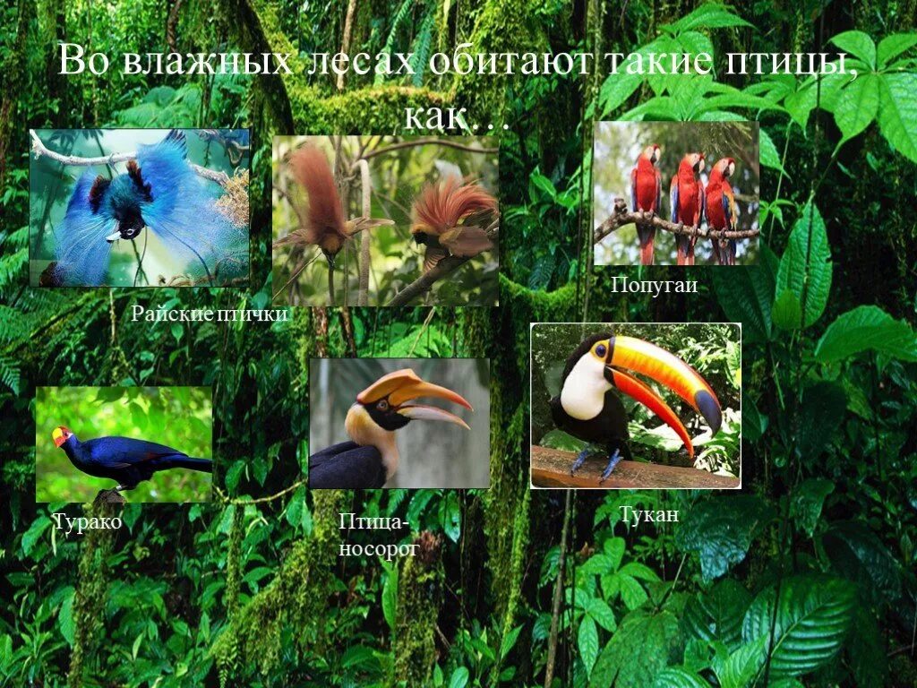 Растительность переменно влажных. Животные в переменной влажных лесах. растения и животные влажных лесов. растения и животные экваториальных лесов. животные влажных экваториальных лесов.