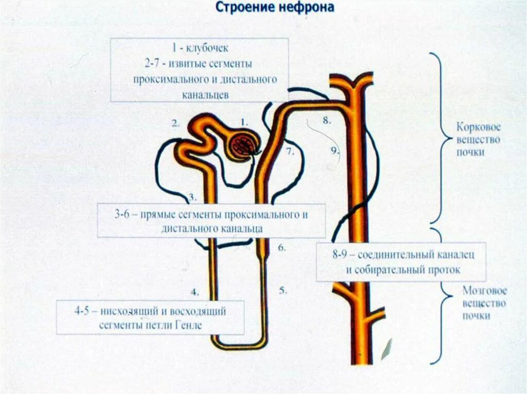 Петля извитого канальца нефрона. Клубочек нефрона рисунок. Схема строения нефрона клубочек. Проксимальный каналец нефрона. Проксимальный отдел нефрона.