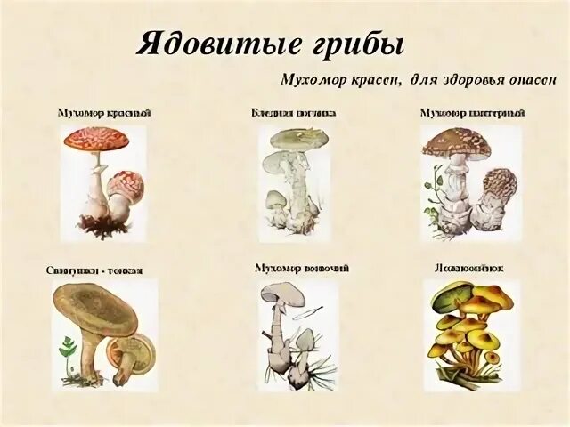 Два ядовитых гриба. Схема съедобные и несъедобные грибы. Грибы съедобные и несъедобные рисунки с названиями. Съедобные и несъедобные грибы Республики Коми. Ядовитые грибы рисунок и название.