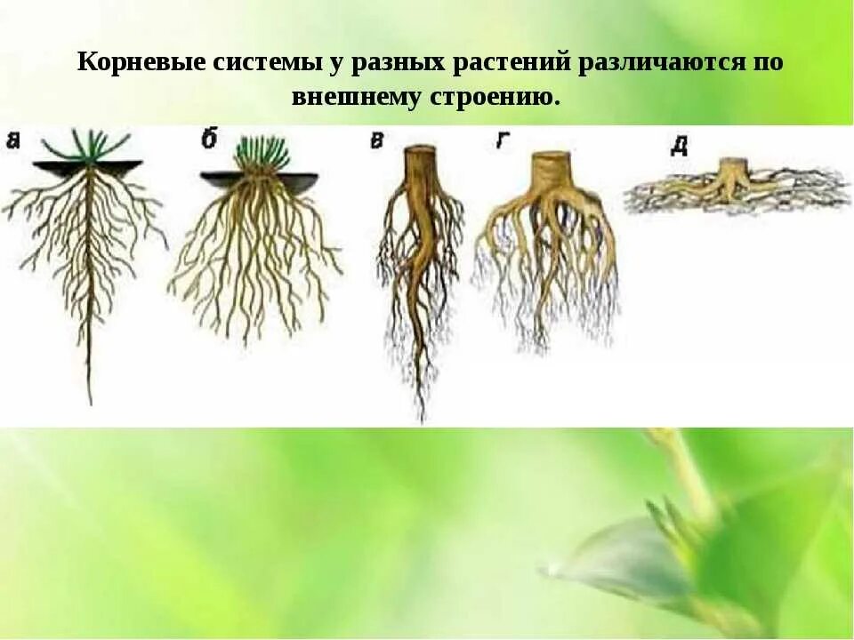 Корневая система разных растений