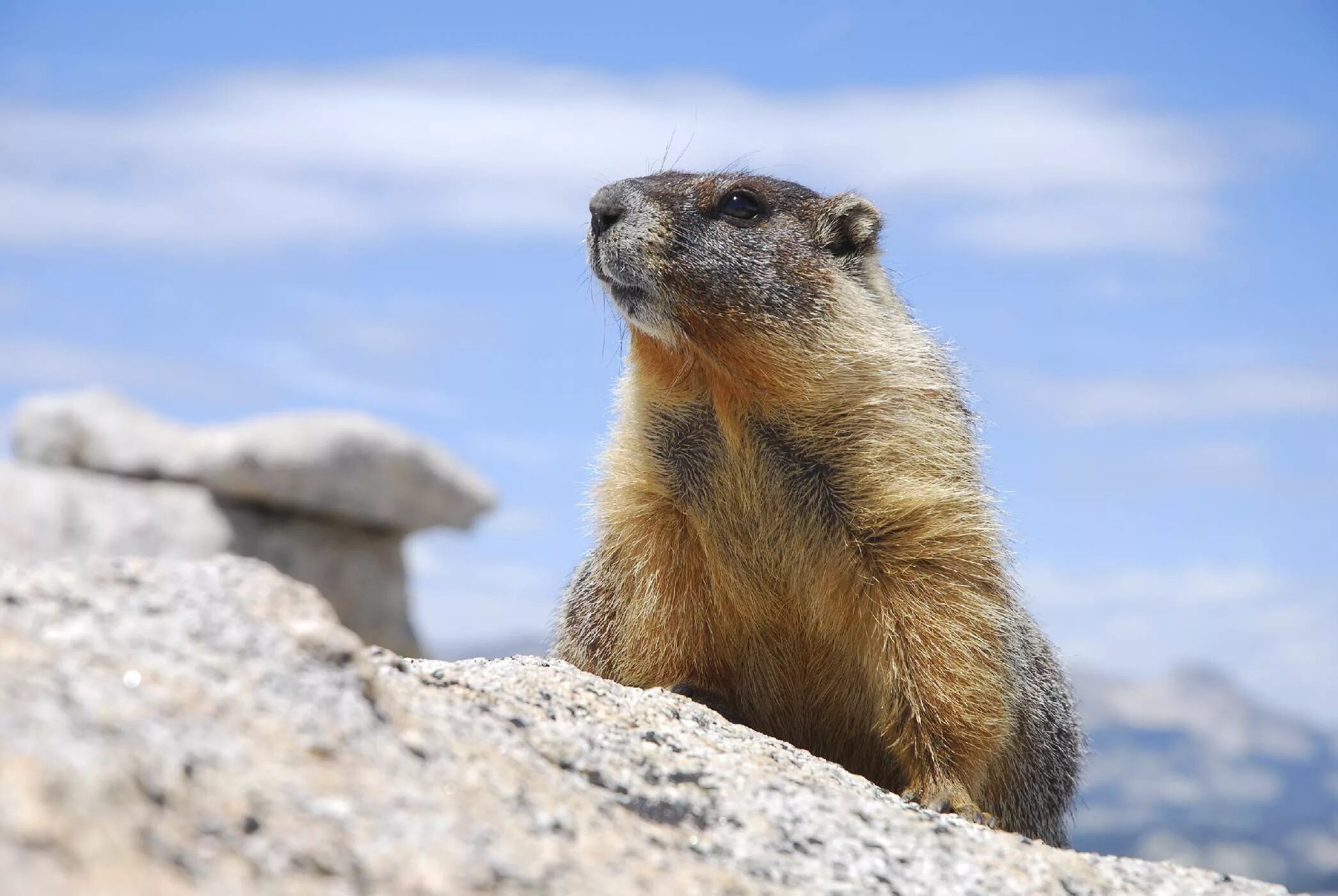 прибайкальский черношапочный сурок. черношапочный сурок marmota camtschatica. прибайкальский черношапочный сурок. тарбаган монгольский сурок. прибайкальский черношапочный сурок.