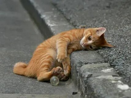 Коту скучно