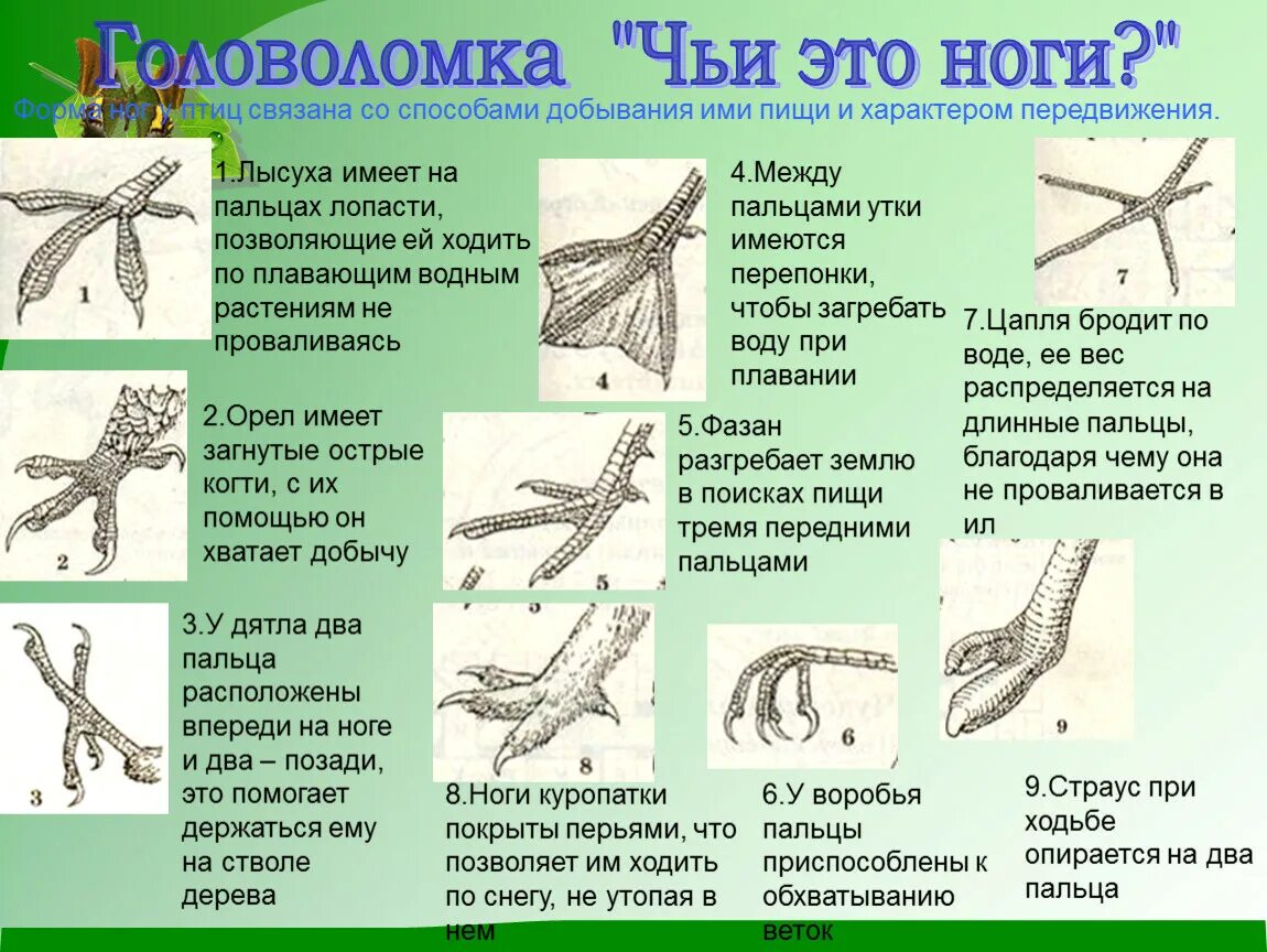 Конечности птиц. Головоломка чьибэто ноги. Строение задних конечностей птиц. Чьи это ноги. Чем покрыты конечности птицы