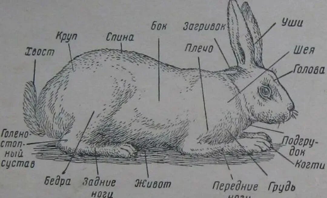 Как разделать зайца. Внешнее строение млекопитающих кролик. внешнее строение зайца. строение кролика внешне. строение млекопитающих кролик.