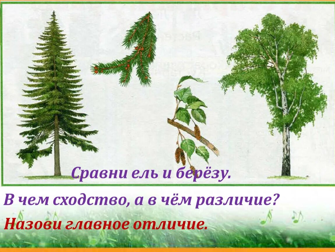 В мелколесье юные деревца всех пород. Береза и ель Сравни. Сравнение березы и ели. Различение деревьев береза ель. Сходства ели и березы.