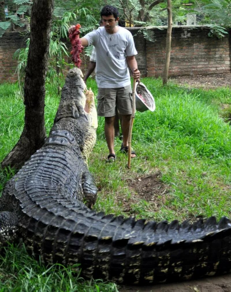 Самый большой аллигатор. Гребнистый крокодил. Гигантский гребнистый крокодил. Нильский и гребнистый крокодил. Гребнистый крокодил самый большой.