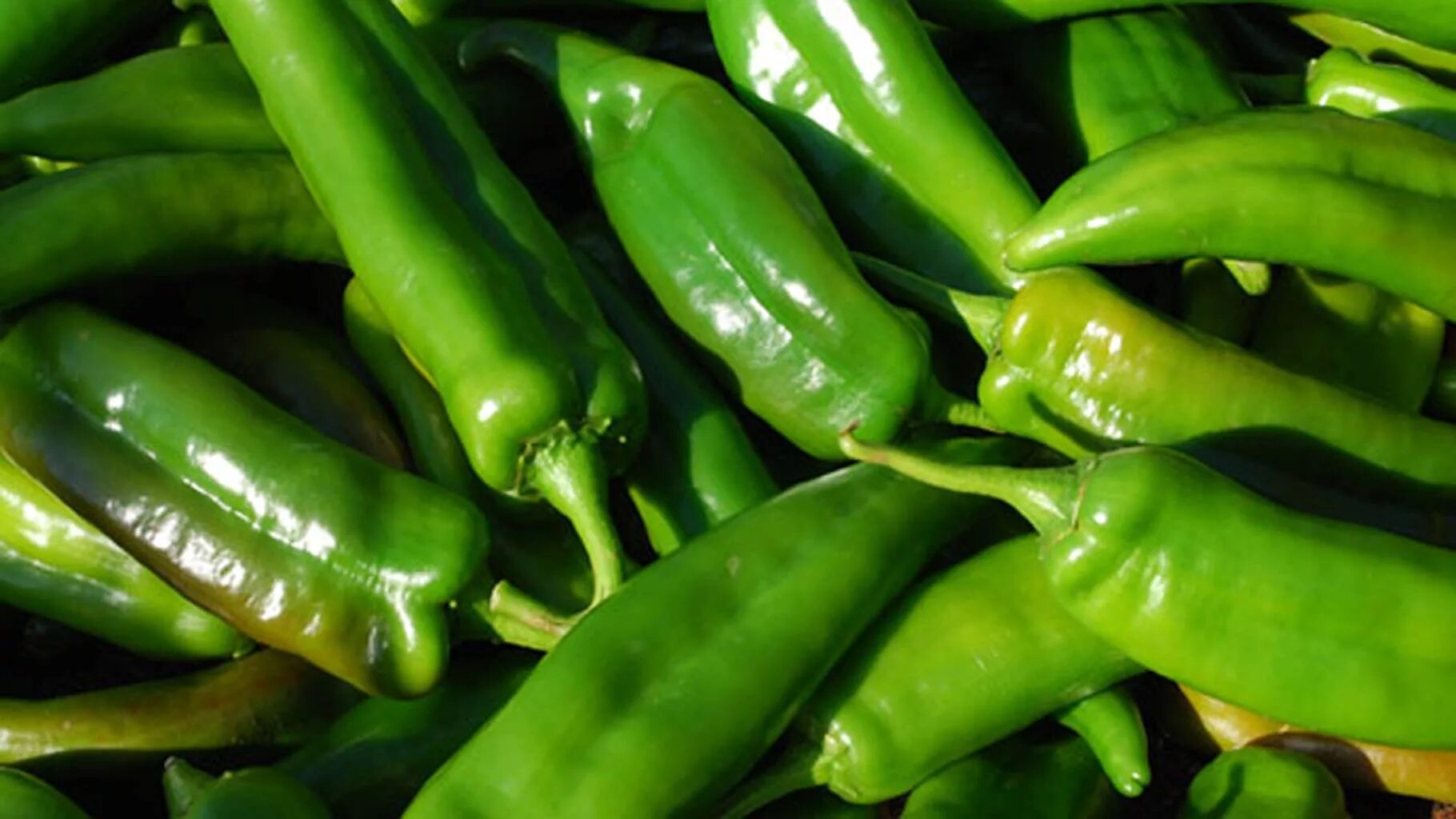 Зеленый длинный перец. Перец чили зеленый. Зеленый длинный перец. Long green перец. Перец горький зеленый.