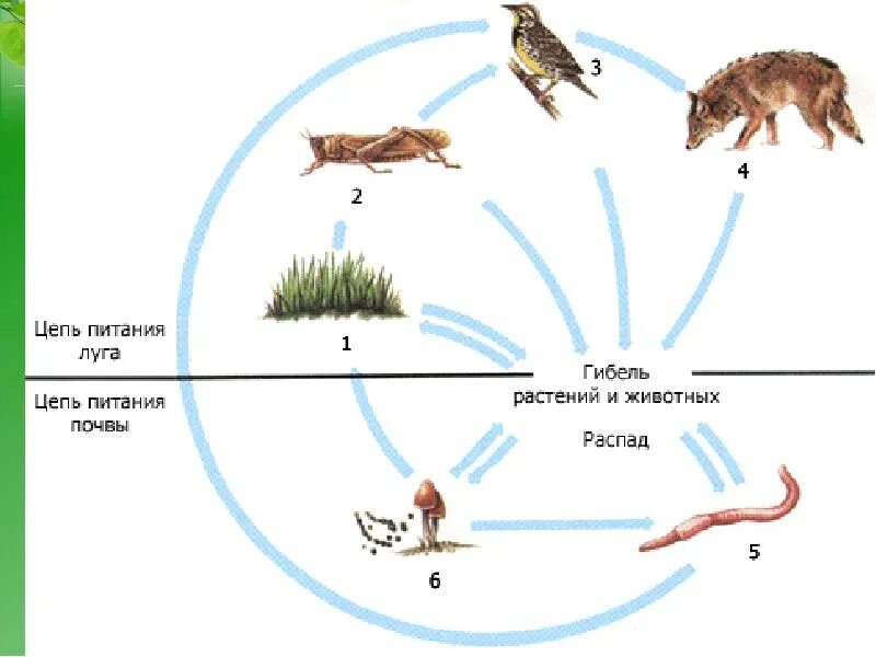 Вторичная цепь питания. Цепь питания с круговоротом веществ. Цепочка питания в почве. Пищевая цепь круговорот веществ в природе. Круговорот веществ в пищевой цепи.