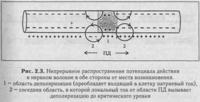 Механизм проведения возбуждения по мышечным волокнам. Распространение возбуждения по миелиновому нервному волокну. Распространение потенциала действия по безмиелиновым волокнам. Распространение потенциала действия по нервному волокну. Распространение пд