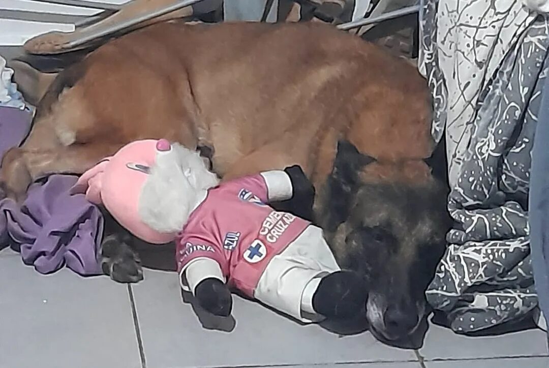 Mi perro vomita sangre con baba