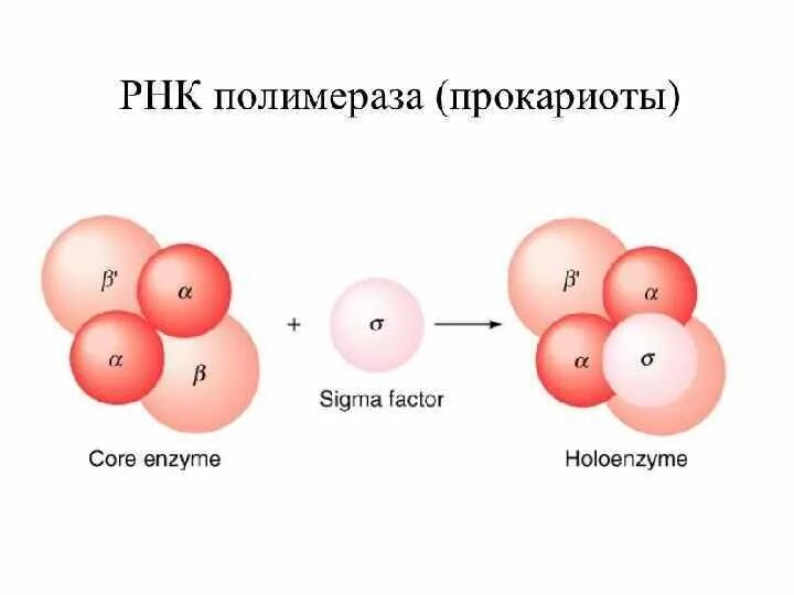 РНК полимераза прокариот строение. Кор фермент РНК полимеразы. РНК полимераза e coli. Строение РНК полимеразы.