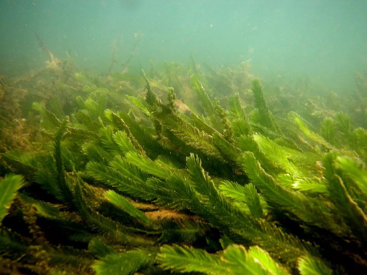 Почему водоросли растут в воде