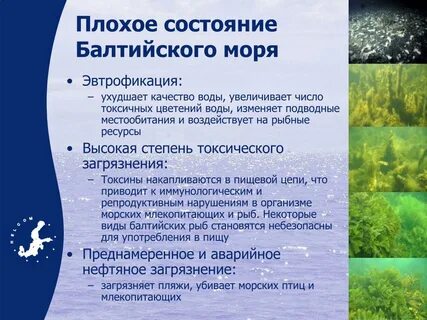 Экологические проблемы и пути их решения балтийского