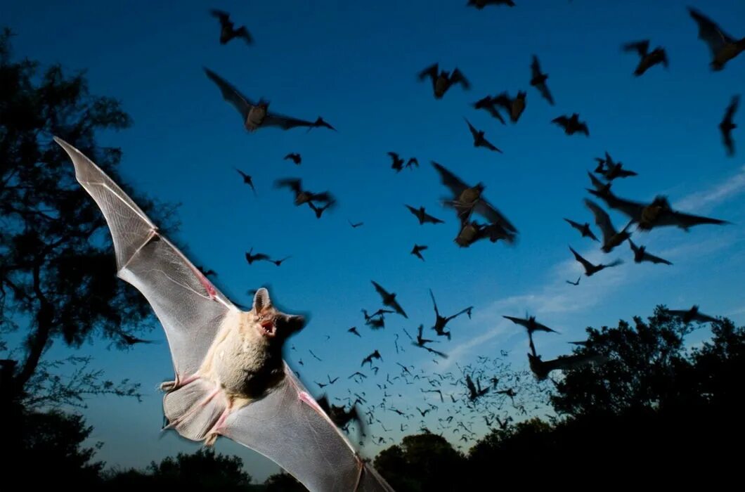 Бразильский складчатогуб летучая\. Много летучих мышь. Много летучих мышь. Летучая мышь пещерная. Много летучих мышь.