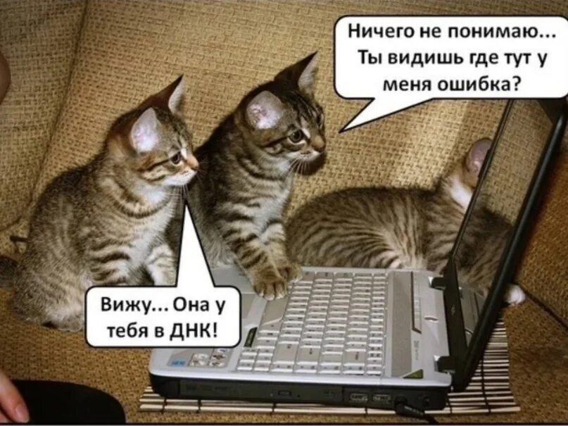 Где тут варианты. Кот программист. Коты программисты. Кот Компьютерщик. Программирование котик.