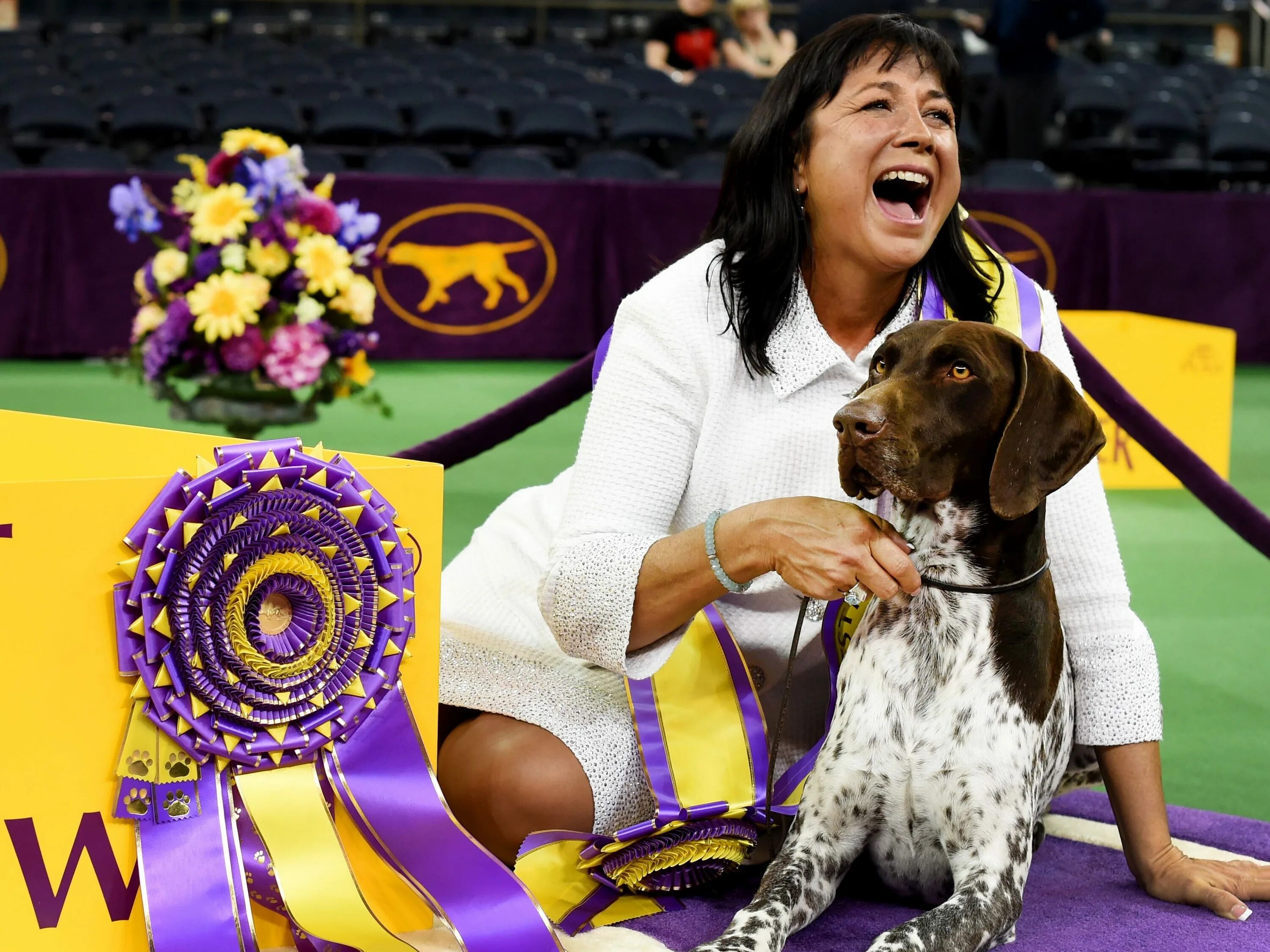 Собаки клаб. Westminster Dog show. Westminster Dog show 2023. Дог-шоу. Westminster Kennel Club.