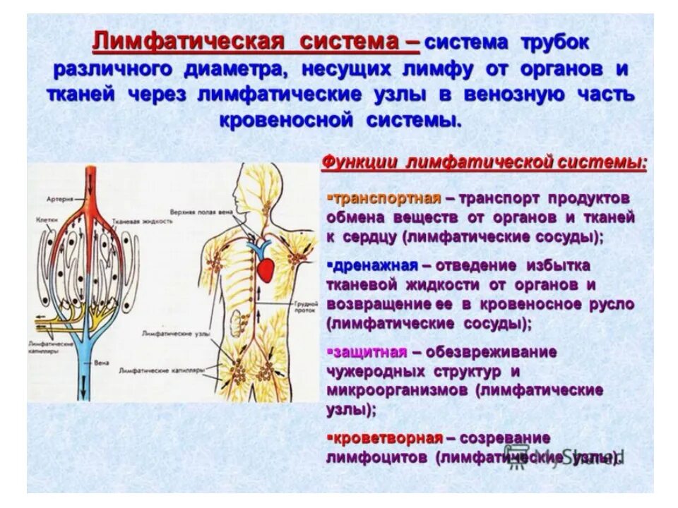 Строение и функции лимфатической системы. Общий принцип строения лимфатической системы. Лимфатическая система таблица 8 класс. Основной функцией лимфатической системы. Возврат жидкости в кровеносную систему