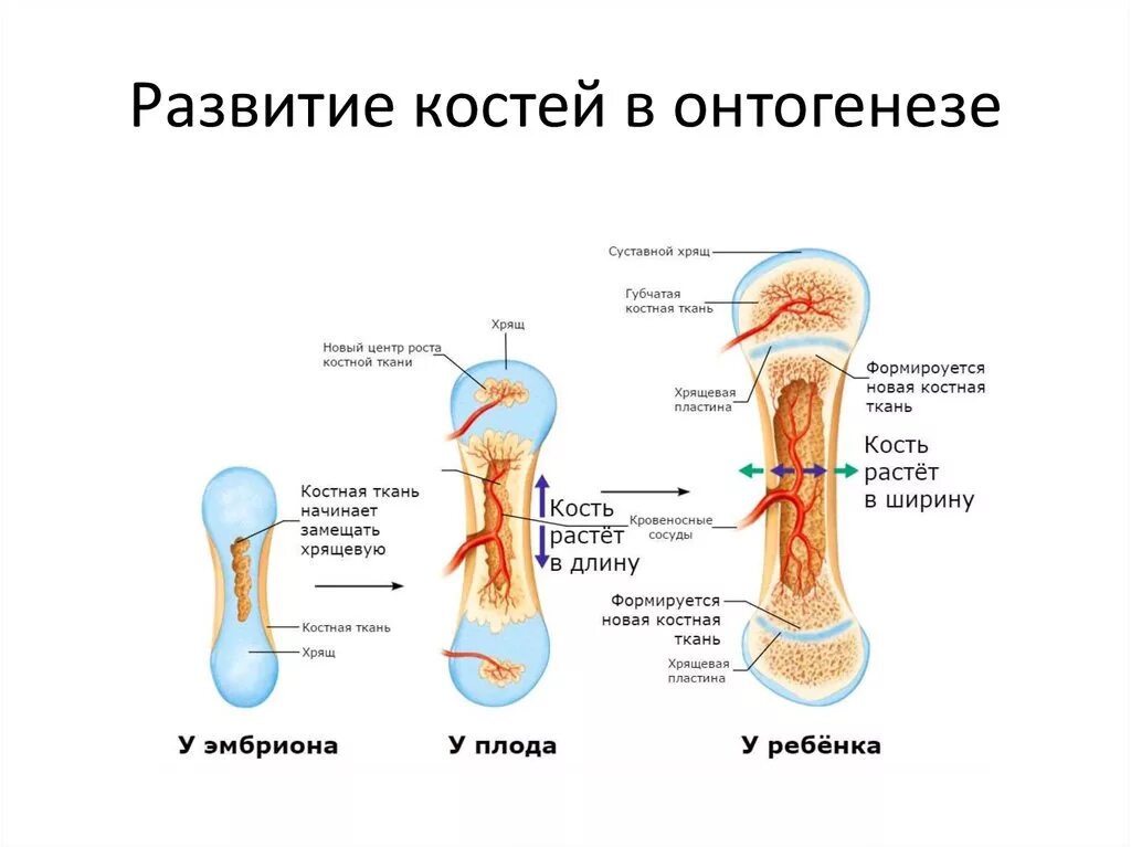 Хрящики у детей. Хрящики у детей. Гнойничок в ухе у ребенка. Детское ухо. Гнойничок в ухе у ребенка.