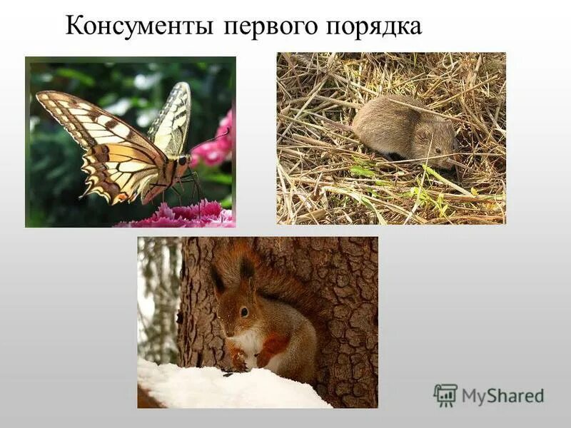 мышь консумент 1. продуценты 2) консументы 3) редуценты. насекомые консументы 1 порядка. животные консументы 2 порядка. коза консумент какого порядка.