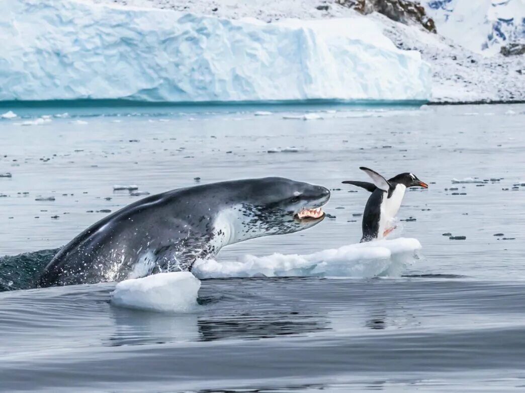 Морской леопард и нерпа. Антарктида тюлень морской леопард. Почему большинство животных антарктиды хищники. Морской леопард лоло. Морской леопард в антарктиде.