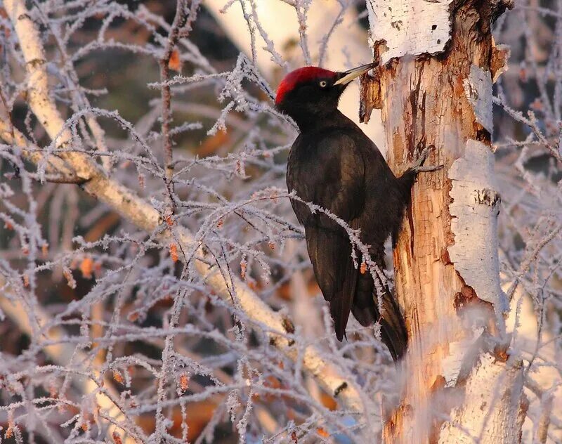 Желна самка. Черный дятел желна птица. Желна дятел самка. Желна самка. Желна птица.