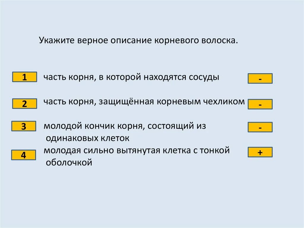 Выберите верные утверждения корневые волоски. Выбери верные утверждения корневые волоски. Молодой кончик корня состоящий из одинаковых клеток корневые волоски. Выберите правильные утверждения корневые волоски.