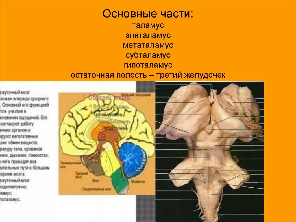 Зрительный бугор таламус. Промежуточный мозг таламус гипоталамус эпиталамус. Таламический мозг строение. Метаталамус анатомия. Таламус рисунок строение.