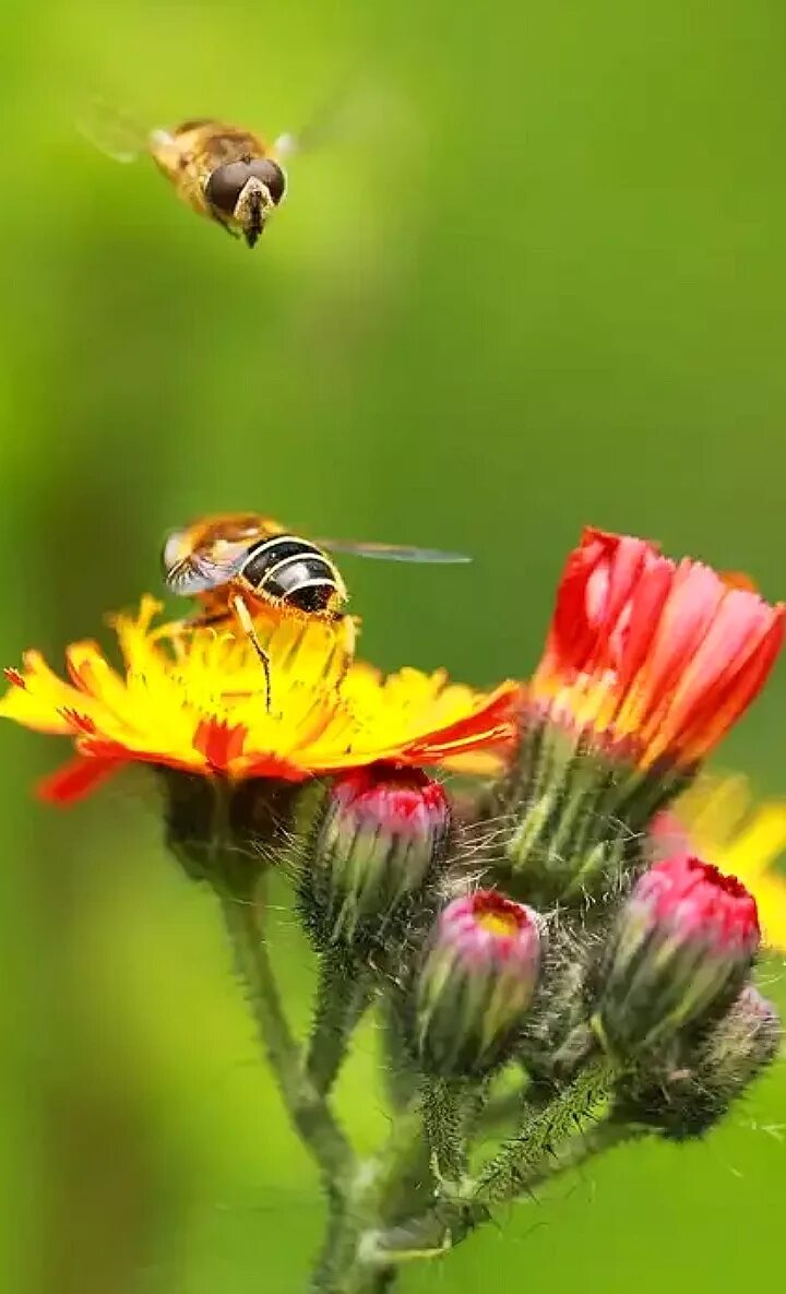 Божья коровка пчелы. Насекомые на цветах. Пчела макро. Цветы Макросъемка. Насекомые летом.