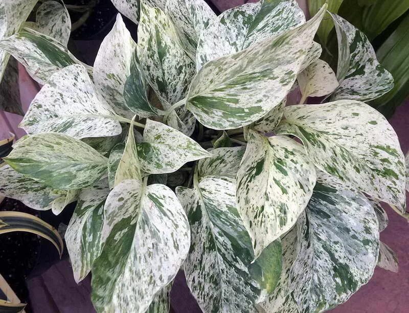 Сциндапсус марбл квин. Эпипремнум марбл квин. сциндапсус marble queen. сциндапсус мраморная королева.