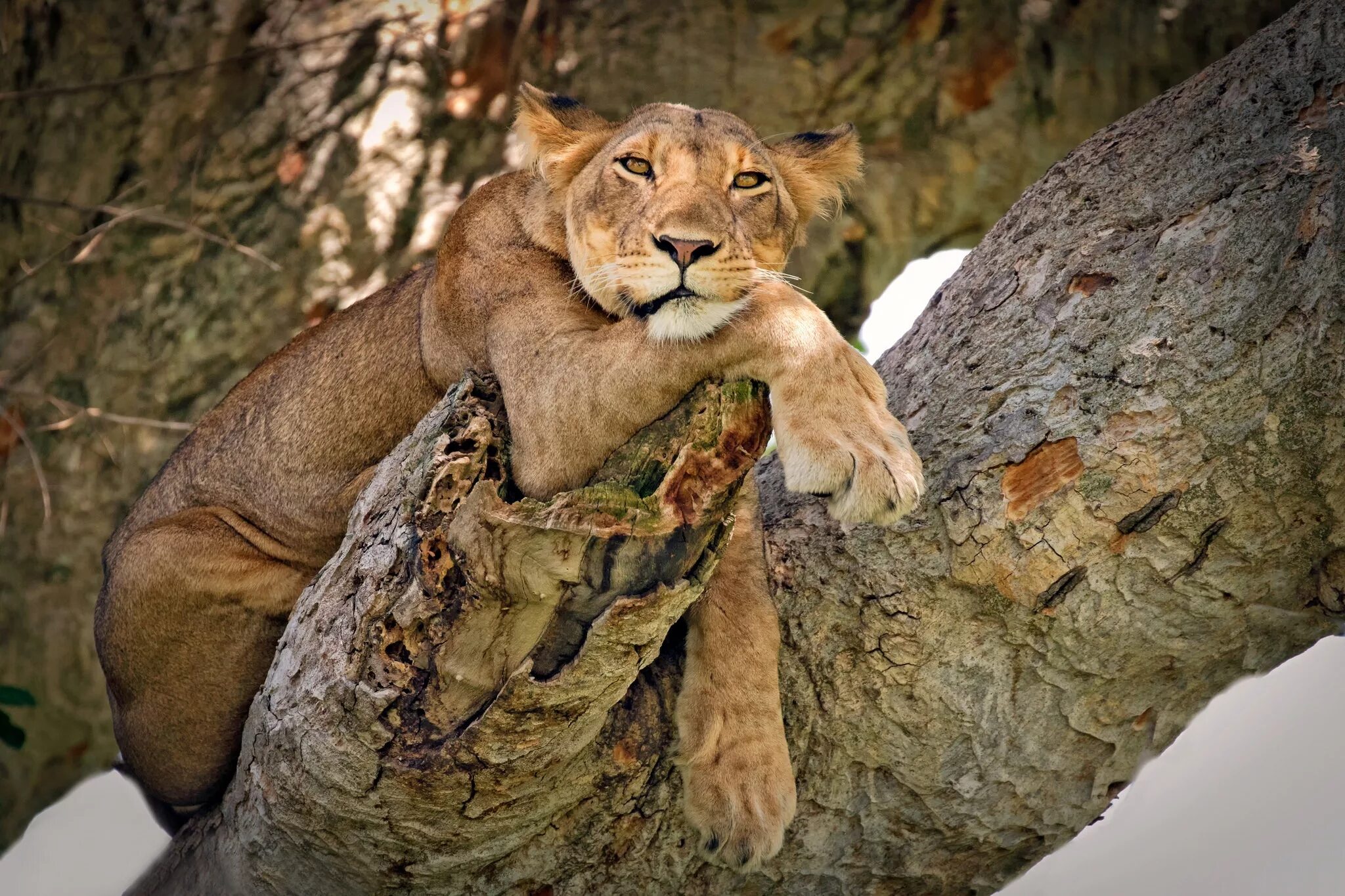 Lioness in the rain. Дикие животные. Красивые животные. Хищные животные. Дикие звери.