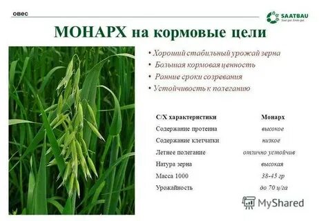 Овес признаки растения