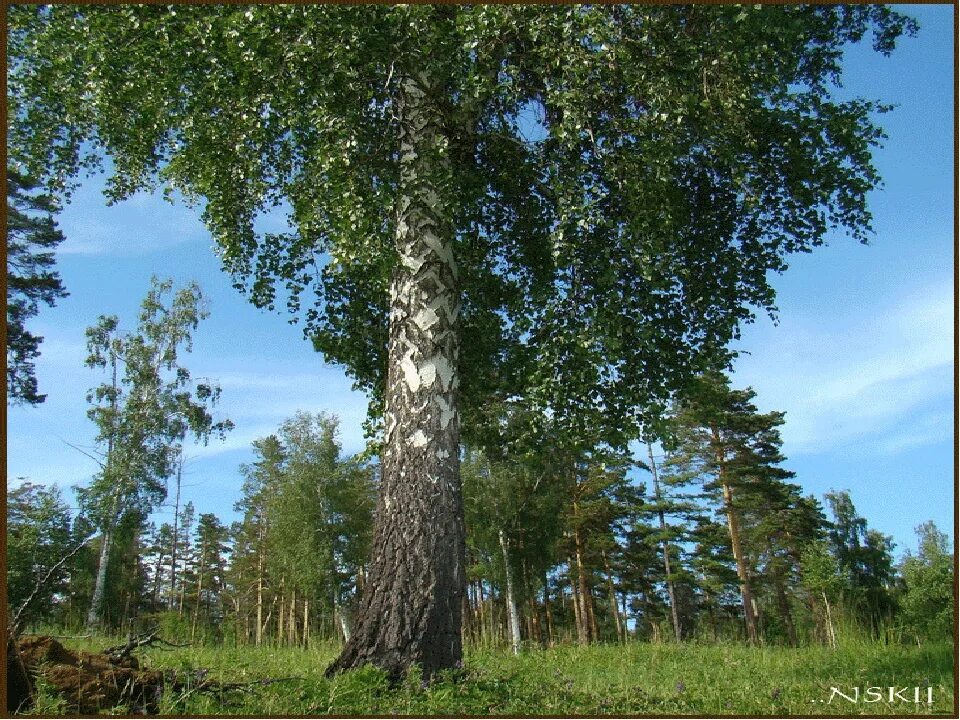 Береза живая природа. Россия Русь Березки тополя. Береза белокорая. Русские березы. Береза высокая.