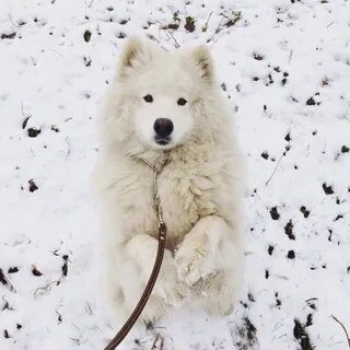 Загрузчик видео из лайка
