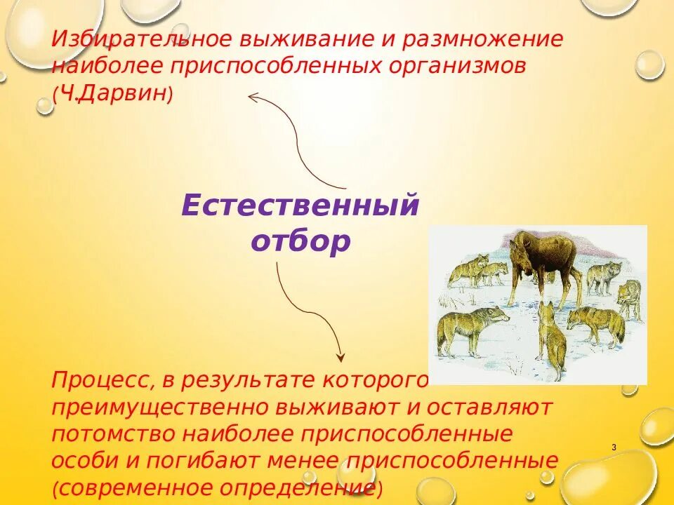 Процесс выживания наиболее приспособленных особей. Наиболее приспособленные особи выживают в.