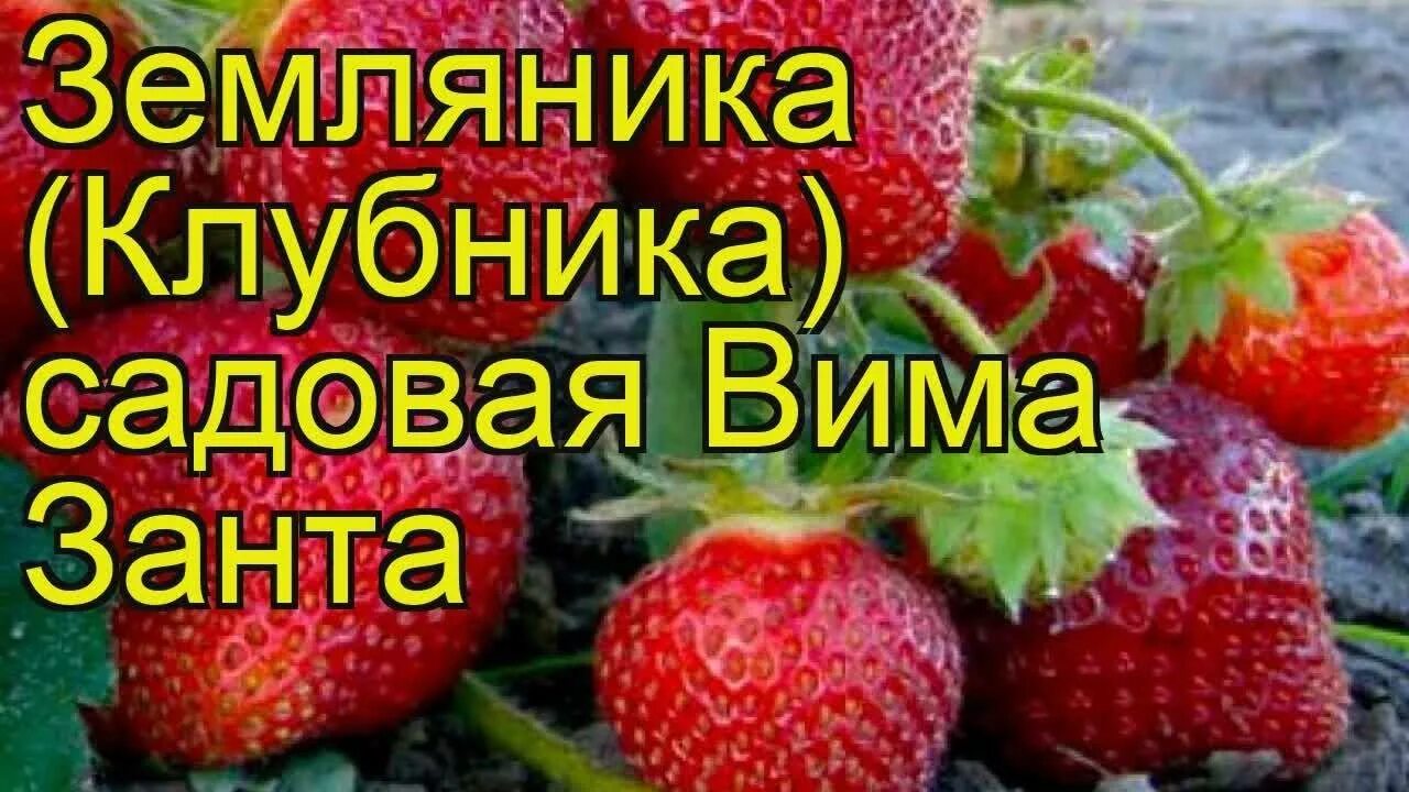 Клубника сорт царица. Земляника садовая вима ксима. Земляника вима занта. Клубника вима занта отзывы садоводов. Земляника вима ксима.