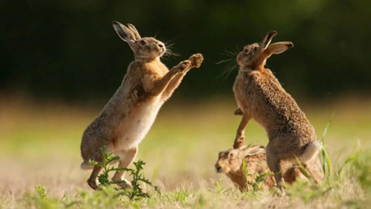 Заяц пляшет. Заяц в прыжке. Дикий заяц. Заяц в дикой природе. Заяц скачет.