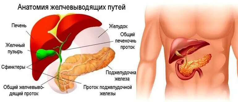 Как болит печень и желчный. Где находится печень и поджелудочная,желчный пузырь. Рисунок где находится желчный пузырь у человека. Анатомия человека желчный пузырь расположение. Расположение печени и желчного пузыря.