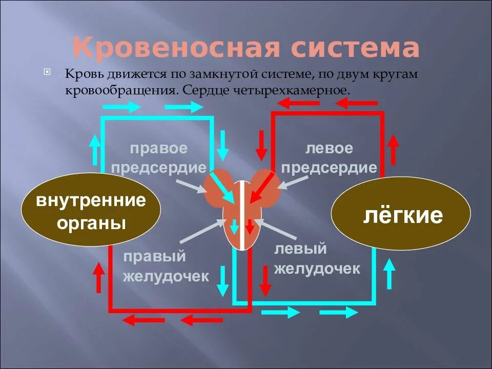 Замкнутая система человека. Замкнутая система крови. кровеносная система человека замкнутая сердце четырехкамерное. особенности замкнутой систем крови. как движется кровь в замкнутой системе.