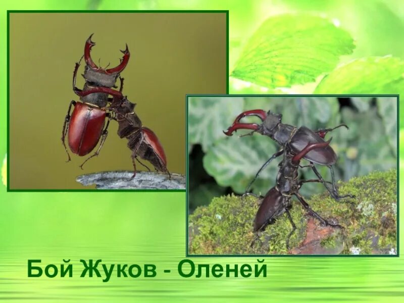 Тип развития жук олень. Жук рогач описание. Жизненный цикл жука оленя. Тип развития жук олень. Жук олень дыбовского.