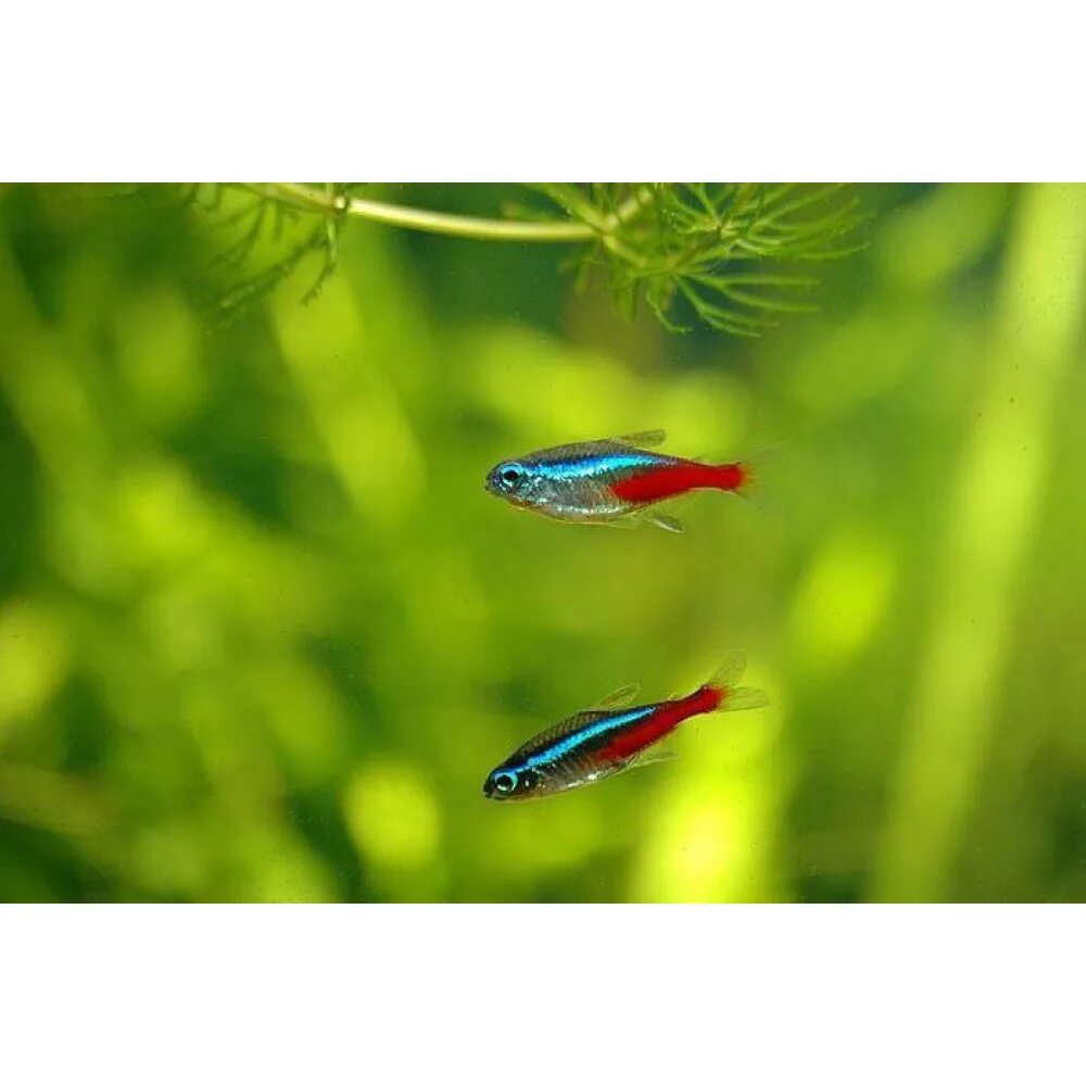Неончики аквариумные рыбки. Неон голубой аквариумная рыбка. Неон голубой Paracheirodon innesi m. Неоны и данио.