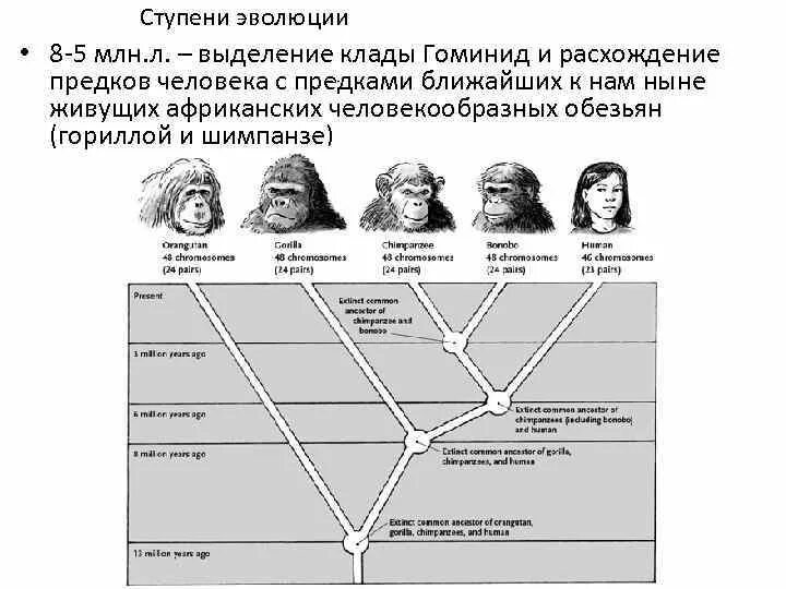 О принадлежности к семейству гоминид свидетельствует. Схема эволюции гоминид. Эволюция человека таблица гоминид. Представители гоминид таблица. Схема эволюции человека.