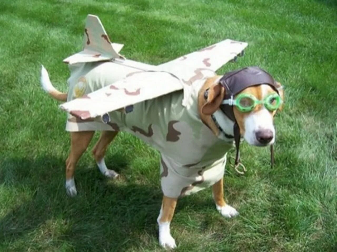 Уважаю хозяина. Собака в костюме самолета. Костюм собаки. Смешные костюмы для собак. Костюм пилота для собаки.