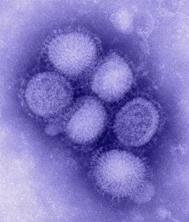 Virus wiki