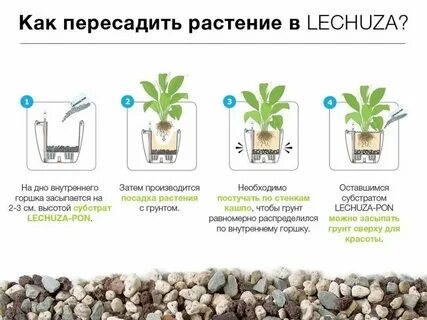 Как правильно посадить комнатные цветы
