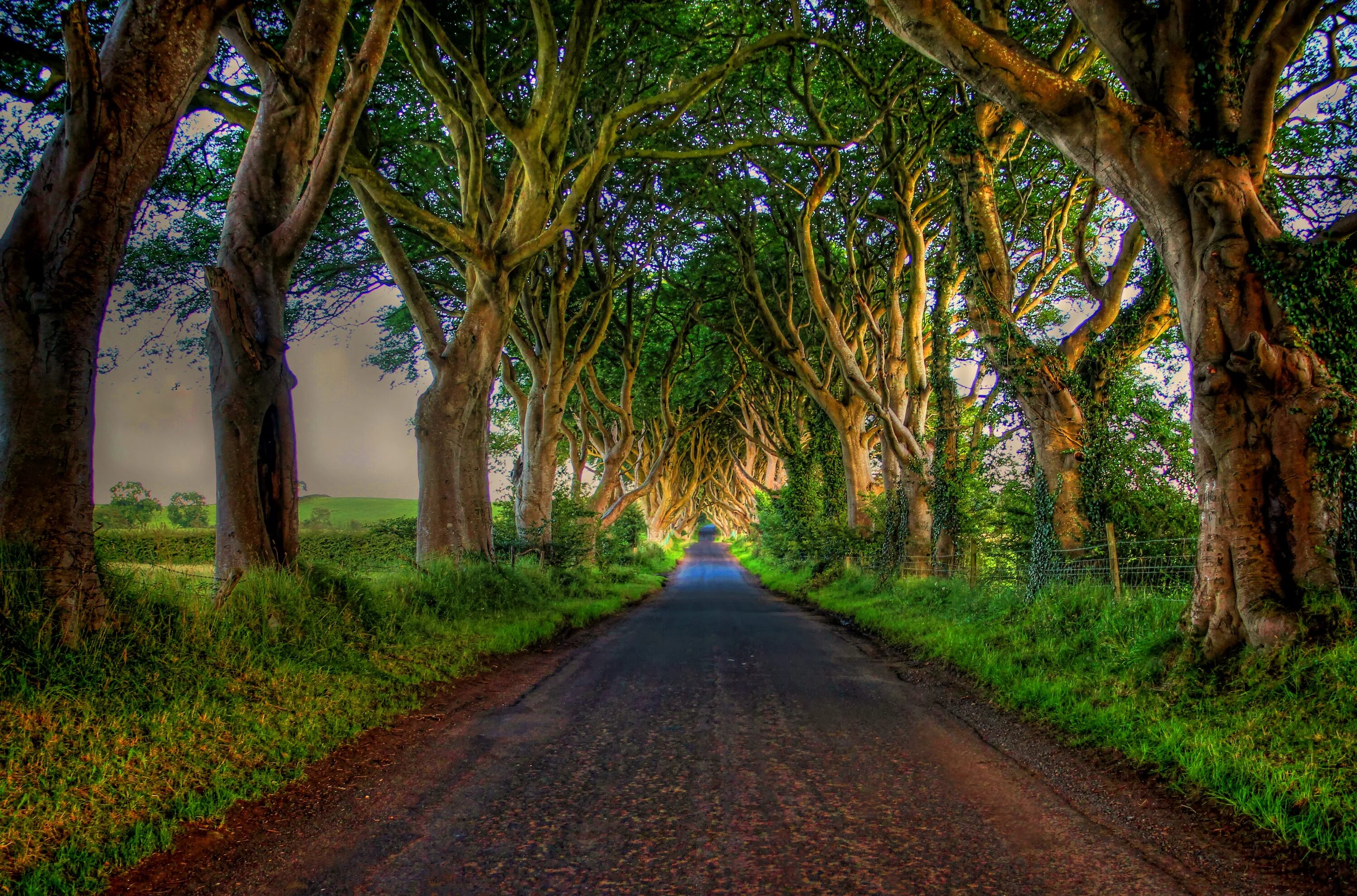 Дерево растет на дороге. Природа дорога. Аллея деревьев. Дорога с деревьями. Дорога среди деревьев.